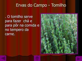 Ervas do Campo - Tomilho

. O tomilho serve
para fazer chá e
para pôr na comida e
no tempero da
carne.
 