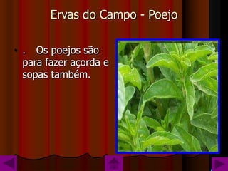Ervas do Campo - Poejo

• . Os poejos são
  para fazer açorda e
  sopas também.
 