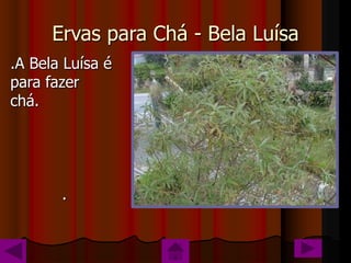 Ervas para Chá - Bela Luísa
.A Bela Luísa é
para fazer
chá.




       .
 
