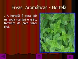Ervas Aromáticas - Hortelã
. A hortelã é para pôr
na sopa (canja) e grão,
também dá para fazer
chá.
 