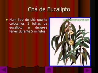 Chá de Eucalipto
   Num litro de chá quente
    colocamos 5 folhas de
    eucalipto    e   deixa-se
    ferver durante 5 minutos.
 