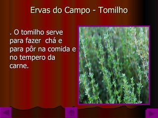 Ervas do Campo - Tomilho . O tomilho serve para fazer  chá e para pôr na comida e no tempero da carne. 