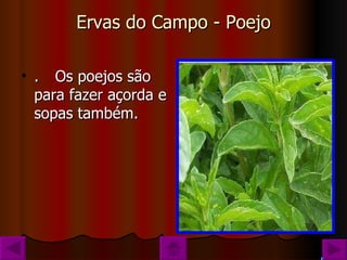 Ervas do Campo - Poejo .  Os poejos são para fazer açorda e sopas também. 