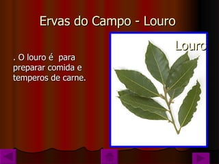 Ervas do Campo - Louro  . O louro é  para preparar comida e temperos de carne. Louro 