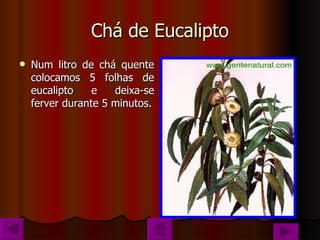 Chá de Eucalipto Num litro de chá quente colocamos 5 folhas de eucalipto e deixa-se ferver durante 5 minutos. 