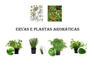 Ervas e Plantas Aromáticas
 