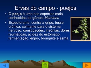Ervas do campo - poejos O  poejo  é uma das espécies mais conhecidas do género  Memteha Expectorante, contra a gripe, tosse crónica, calmante para o sistema nervoso, constipações, insónias, dores reumáticas, acidez do estômago, fermentação, enjôo, bronquite e asma. 