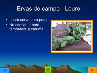 Ervas do campo - Louro Louro serve para pore Na comida e para temperara a caruma 