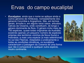 Ervas  do campo eucaliptal Eucalyptus , ainda que o nome se aplique ainda a outros géneros de mirtáceas, nomeadamente dos géneros Corymbia e Angophora. São, em termos gerais, árvores e, em alguns raros casos, arbustos, nativas da Oceania, onde constituem, de longe o género dominante da flora. O género inclui mais de 700 espécies, quase todas originárias da Austrália, existindo apenas um pequeno número de espécies próprias dos territórios vizinhos da Nova Guiné e Indonésia, e mais uma espécie (a mais setentrional) no sul das Filipinas. Adaptados a praticamente a todas as condições climáticas, os eucaliptos caracterizam a paisagem da Oceania de uma forma que não é comparável a qualquer outra espécie, noutro continente.  