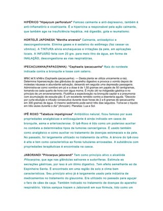HIPÉRICO "Hipeycum perfloratum" Famoso calmante e anti-depressivo, também é
anti-inflamatório e cicatrizante. É a hipericina a responsável pela ação calmante,
que também age na insuficiência hepática, má digestão, gota e reumatismo.
HORTELÃ JAPONESA "Mentha arvensis" Calmante, antisséptico e
descongestionante. Elimina gases e é sedativo do estômago (faz cessar os
vômitos). A TINTURA alivia enchaquecas e irritações da pele, em aplicações
locais. A INFUSÃO feita com 20 grs. para meio litro de água, em forma de
INALAÇÃO, descongestiona as vias respiratórias.
IPECACUANHA(PAPACONHA): "Cephaelis ipecacuanha" Raiz do nordeste
indicada contra a bronquite e tosse com catarro.
IPECACUANHA (Cephaelis ipecacuanha). — Desta planta se utiliza unicamente a raiz.
Determina hipersecreção das glândulas do aparelho digestivo e provoca o vomito depois de
molestas náuseas e abundante salivação, deixando em seguida uma depressão passageira.
Administra-se como vomitivo em pó e a dose é de 1,50 gramas em papéis de 50 centigramas,
tomando-os cada quarto de hora com água morna. É muito útil na indigestão gástrica e no
princípio de um envenenamento. Fluidifica a expectoração na bronquite capilar e a pneumonia
com acumulação de exsuda-ção. É um excelente remédio contra a disenteria aguda. "Decocto
por curta ebulição e infusão consecutiva durante doze horas de 2 a 6 gramas de ipecacuanha
em 300 gramas de água. O mesmo sedimento pode servir três dias seguidos. Toma-se o líquido
em três vezes durante o dia" (Arnozán). Planetas: Lua e Sol.
IPÊ ROXO "Tabebuia impetiginosa" Antibiótico natural, ficou famoso por suas
propriedades analgésicas e anticoagulante é ainda indicado em casos de
bronquite, asma e arteriosclerose. O Ipê-Roxo é tido como um poderoso auxiliar
no combate a determinados tipos de tumores cancerígenos. É usado também
como analgésico e como auxiliar no tratamento de doenças estomacais e da pele.
No passado, foi largamente utilizado no tratamento da sífilis. A árvore do Ipê-roxo
é alta e tem como característica as flores tubulares arroxeadas. A substância com
propriedades terapêuticas é encontrada na casca.
JABORANDI "Pilocarpus jaborandi" Tem como princípio ativo o alcalóide
Pilocarpina, que age nas glândulas salivares e sudoríferas. Estimula as
secreções gástricas, por isso é um ótimo digestivo. Tem efeito semelhante ao da
Espinheira Santa. É encontrado em uma região de solo e clima bem
característicos. Seu princípio ativo já é largamente usado pela indústria de
medicamentos no tratamento do glaucoma. Era utilizado no passado para aguçar
o faro de cães de caça. Também indicado no tratamento de doenças do aparelho
respiratório. Vários xampus trazem o Jaborandi em sua fórmula, tido como um
 