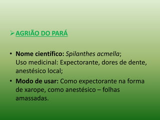 AGRIÃO DO PARÁ
• Nome científico: Spilanthes acmella;
Uso medicinal: Expectorante, dores de dente,
anestésico local;
• Modo de usar: Como expectorante na forma
de xarope, como anestésico – folhas
amassadas.
 