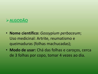 ALGODÃO
• Nome científico: Gossypium perbaceum;
Uso medicinal: Artrite, reumatismo e
queimaduras (folhas machucadas);
• Modo de usar: Chá das folhas e caroços, cerca
de 3 folhas por copo, tomar 4 vezes ao dia.
 