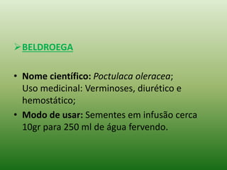 BELDROEGA
• Nome científico: Poctulaca oleracea;
Uso medicinal: Verminoses, diurético e
hemostático;
• Modo de usar: Sementes em infusão cerca
10gr para 250 ml de água fervendo.
 