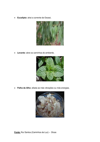 Fonte: Rui Santos (Caminhos de Luz) – Dicas
• Eucalipto: atrai a corrente de Oxossi.
• Levante: abre os caminhos do ambiente.
• Palha de Alho: afasta as más vibrações ou más energias.
 