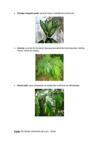 Fonte: Rui Santos (Caminhos de Luz) – Dicas
• Comigo ninguém pode: para ter força e resistência contra tudo.
• Jurema: cura de dor de dente, doenças sexualmente transmissíveis, insônia,
nervos, dores de cabeça.
• Vence tudo: para ultrapassar os obstáculos e eliminar as dificuldades.
 