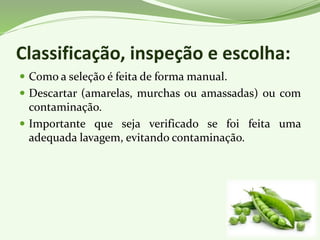 Classificação, inspeção e escolha:
 Como a seleção é feita de forma manual.
 Descartar (amarelas, murchas ou amassadas) ou com
contaminação.
 Importante que seja verificado se foi feita uma
adequada lavagem, evitando contaminação.
 