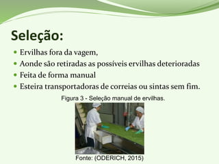 Seleção:
 Ervilhas fora da vagem,
 Aonde são retiradas as possíveis ervilhas deterioradas
 Feita de forma manual
 Esteira transportadoras de correias ou sintas sem fim.
Figura 3 - Seleção manual de ervilhas.
Fonte: (ODERICH, 2015)
 