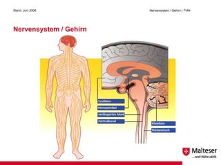 Nervensystem / Gehirn Stand: Juni 2008 Nervensystem / Gehirn  | Folie 