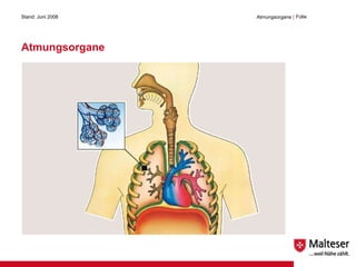 Atmungsorgane Stand: Juni 2008 Atmungsorgane  | Folie  