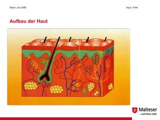 Aufbau der Haut Stand: Juni 2008 Haut  | Folie  