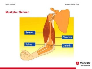 Muskeln / Sehnen Stand: Juni 2008 Muskeln / Sehnen  | Folie  