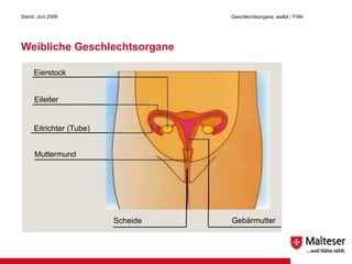 Weibliche Geschlechtsorgane Stand: Juni 2008 Geschlechtsorgane, weilbl  | Folie Eierstock Eileiter Eitrichter (Tube) Muttermund Scheide Gebärmutter 