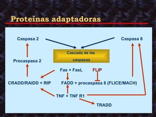 Proteínas adaptadoras Caspasa 2 Procaspasa 2 Fas + FasL Caspasa 8 FADD + procaspasa 8 (FLICE/MACH) CRADD/RAIDD + RIP TNF + TNF R1 FLIP TRADD Cascada de las  caspasas 