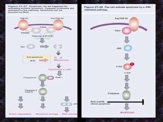 Fases efectora y  postmortem 