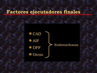 Endonucleasas Factores ejecutadores finales CAD AIF DFF Otros 