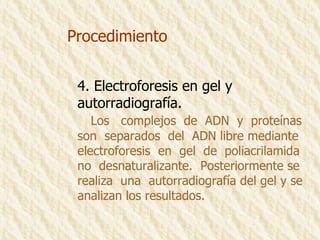Procedimiento 4. Electroforesis en gel y  autorradiografía. Los  complejos  de  ADN  y  proteínas  son  separados  del  ADN libre mediante  electroforesis  en  gel  de  poliacrilamida no  desnaturalizante.  Posteriormente se  realiza  una  autorradiografía del gel y se  analizan los resultados. 