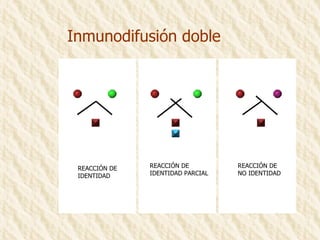 Inmunodifusión doble REACCIÓN DE IDENTIDAD REACCIÓN DE NO IDENTIDAD REACCIÓN DE IDENTIDAD PARCIAL 