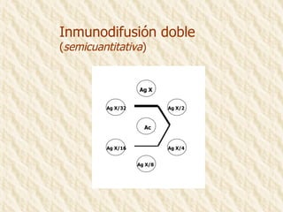 Inmunodifusión doble ( semicuantitativa ) Ac Ag X Ag X/8 Ag X/32 Ag X/16 Ag X/4 Ag X/2 