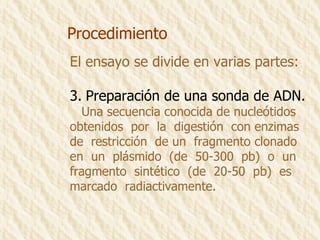 Procedimiento El ensayo se divide en varias partes: Preparación de una sonda de ADN. Una secuencia conocida de nucleótidos  obtenidos  por  la  digestión  con enzimas de  restricción  de un  fragmento clonado en  un  plásmido  (de  50-300  pb)  o  un  fragmento  sintético  (de  20-50  pb)  es marcado  radiactivamente. 
