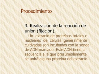 Procedimiento 3. Realización de la reacción de  unión (fijación). Un  extracto de proteínas totales o  nucleares  de  células  generalmente  cultivadas son incubadas con la sonda de ADN marcado. Este ADN tiene la  secuencia a la que presumiblemente  se unirá alguna proteína del extracto. 