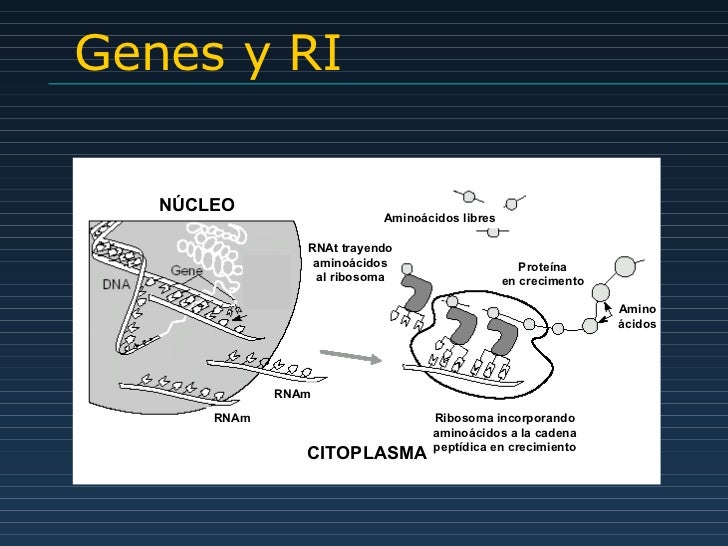 Erwin. biología molecular de insulinorresistencia Erwin. biología molecular de insulinorresistencia