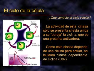 El ciclo de la célula ¿Qué controla al ciclo celular? La progresión de una célula  en  su  ciclo  de vida  está  controlada por  factores  que  la  impulsan a avanzar.  La entrada de G 1  a S  y  de G 2  a M están reguladas  bajo control positivo, es decir, hay factores  que  estimulan  el avance en el ciclo celular. La célula avanza en su ciclo debido  a  una  enzima  cuya  única  función  es  fosforilar a  otras  proteínas. A  las  enzimas  que  tienen la  función  de fosforilar se les llama  cinasas . La actividad de esta  cinasa sólo se presenta si está unida a su “pareja” la  ciclina , que es una proteína activadora. Como esta cinasa depende de una ciclina para actuar, se le llama  cinasa  dependiente de ciclina (Cdk). 