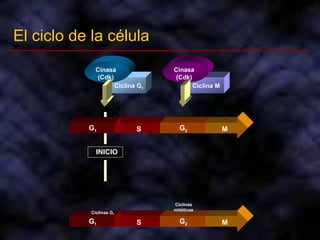 El ciclo de la célula INICIO G 1 G 2 S M S G 1 G 2 M Cinasa (Cdk) Ciclina G 1 Ciclinas G 1 Cinasa (Cdk) Ciclina M Ciclinas mitóticas 