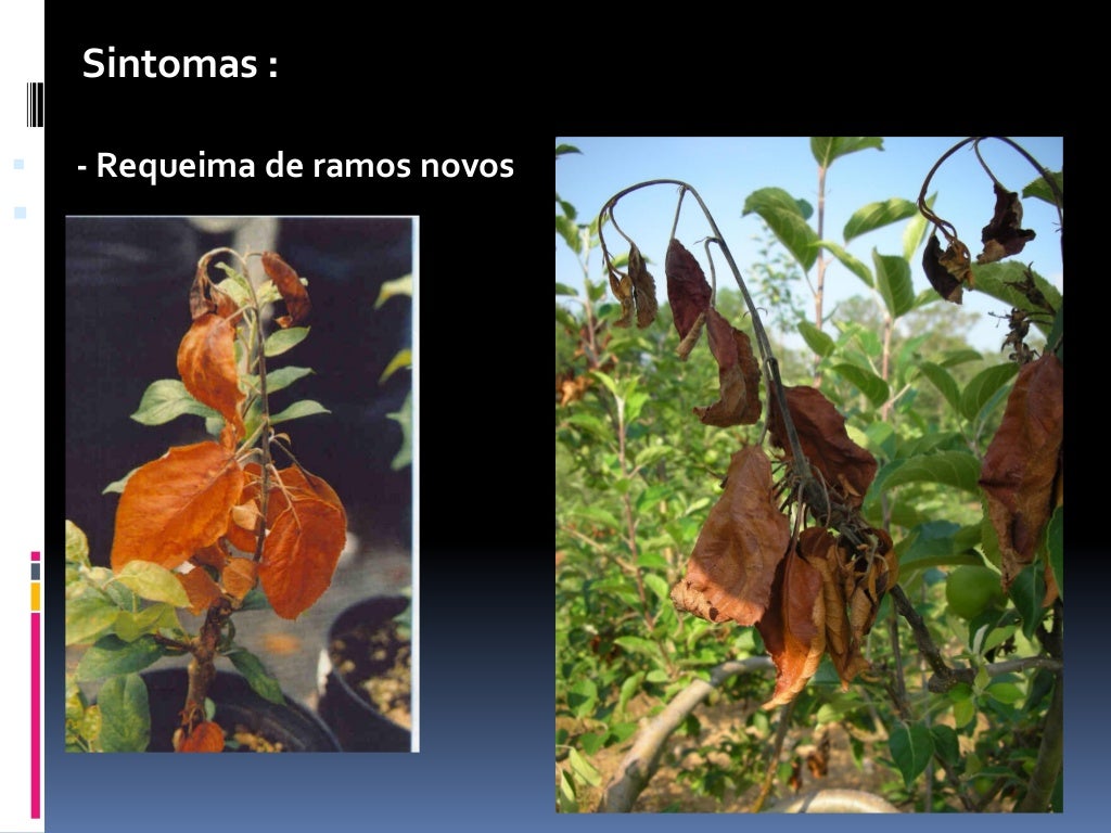 FOGO BACTERIANO DOENÇA QUARENTENÁRIA NA MACIEIRA