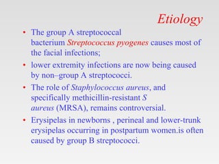 Etiology
• The group A streptococcal
bacterium Streptococcus pyogenes causes most of
the facial infections;
• lower extremity infections are now being caused
by non–group A streptococci.
• The role of Staphylococcus aureus, and
specifically methicillin-resistant S
aureus (MRSA), remains controversial.
• Erysipelas in newborns , perineal and lower-trunk
erysipelas occurring in postpartum women.is often
caused by group B streptococci.
 