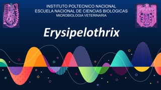 Erysipelothrix
INSTITUTO POLTECNICO NACIONAL
ESCUELA NACIONAL DE CIENCIAS BIOLOGICAS
MICROBIOLOGIA VETERINARIA
 