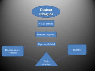 Vía de entrada

Torrente sanguíneo

Hipersensibilidad
Trombos

Hialuronidasa +
Trombos

Daño
vascular.

 