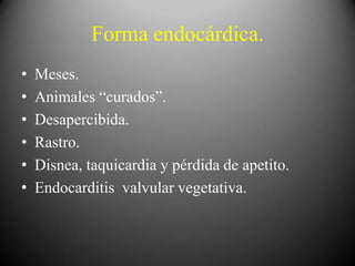 Forma endocárdica.
•
•
•
•
•
•

Meses.
Animales “curados”.
Desapercibida.
Rastro.
Disnea, taquicardia y pérdida de apetito.
Endocarditis valvular vegetativa.

 