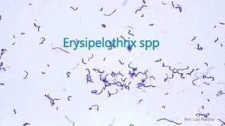 Erysipelothrix spp
Por: Luis Paccha
 
