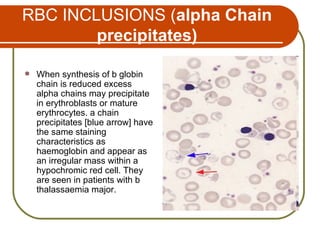 Erythocyte | PPT