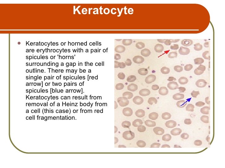 Erythocyte