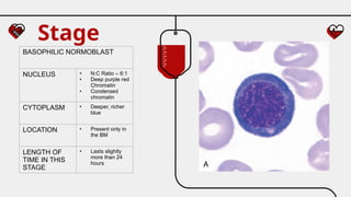 Stage
BASOPHILIC NORMOBLAST
NUCLEUS • N:C Ratio – 6:1
• Deep purple red
Chromatin
• Condensed
chromatin
CYTOPLASM • Deeper, richer
blue
LOCATION • Present only in
the BM
LENGTH OF
TIME IN THIS
STAGE
• Lasts slightly
more than 24
hours
 
