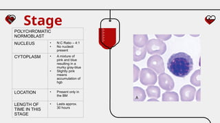 Stage
POLYCHROMATIC
NORMOBLAST
NUCLEUS • N:C Ratio – 4:1
• No nucleoli
present
CYTOPLASM • A mixture of
pink and blue
resulting in a
murky gray-blue
• Slightly pink
means
accumulation of
hgb
LOCATION • Present only in
the BM
LENGTH OF
TIME IN THIS
STAGE
• Lasts approx.
30 hours
 