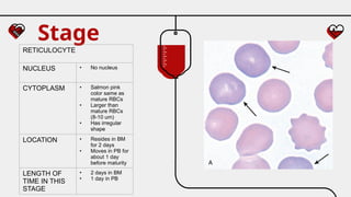 Stage
RETICULOCYTE
NUCLEUS • No nucleus
CYTOPLASM • Salmon pink
color same as
mature RBCs
• Larger than
mature RBCs
(8-10 um)
• Has irregular
shape
LOCATION • Resides in BM
for 2 days
• Moves in PB for
about 1 day
before maturity
LENGTH OF
TIME IN THIS
STAGE
• 2 days in BM
• 1 day in PB
 