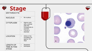 Stage
ERYTHROCYTE
NUCLEUS • No nucleus
CYTOPLASM • Salmon pink
with a central
pale that
corresponds to
concave
• 7-8 um in
diameter
LOCATION • Active in the
circulation for
approx.120
days
LENGTH OF
TIME IN THIS
STAGE
• Apoptosis
• hemolysis
 