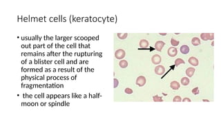 Erythrocyte-Morphology-and-Inclusions 2 (2).pptx